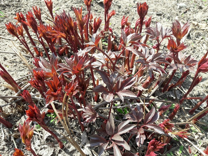 red
