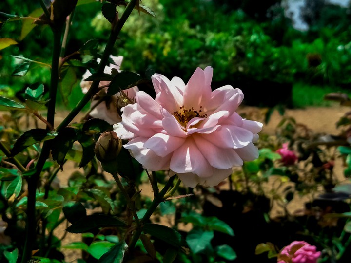 beautiful pink flower