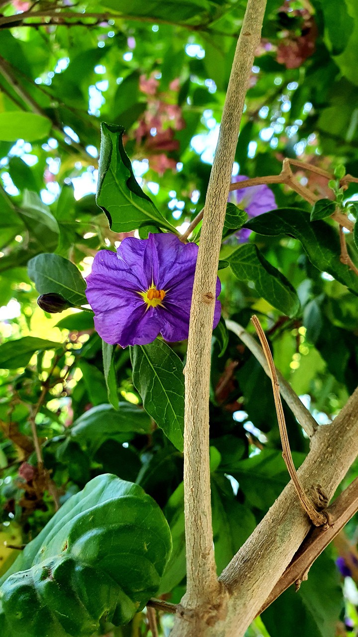 Beautiful flowers?