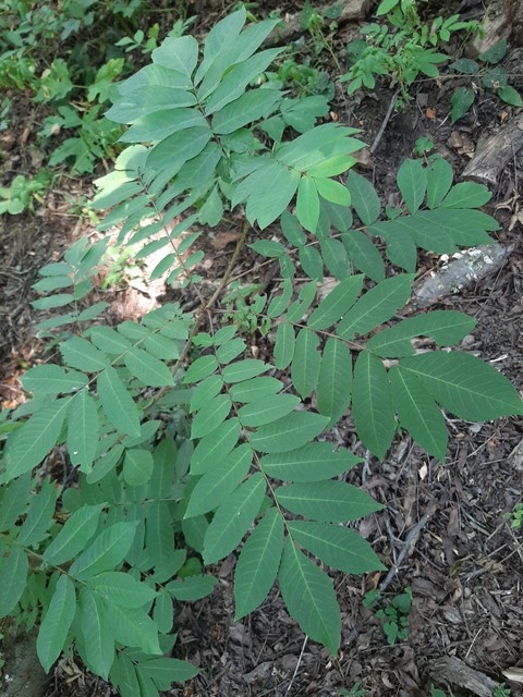 mountain-ash, phyllanthaceae वॉलपेपर