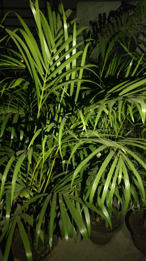 Plant