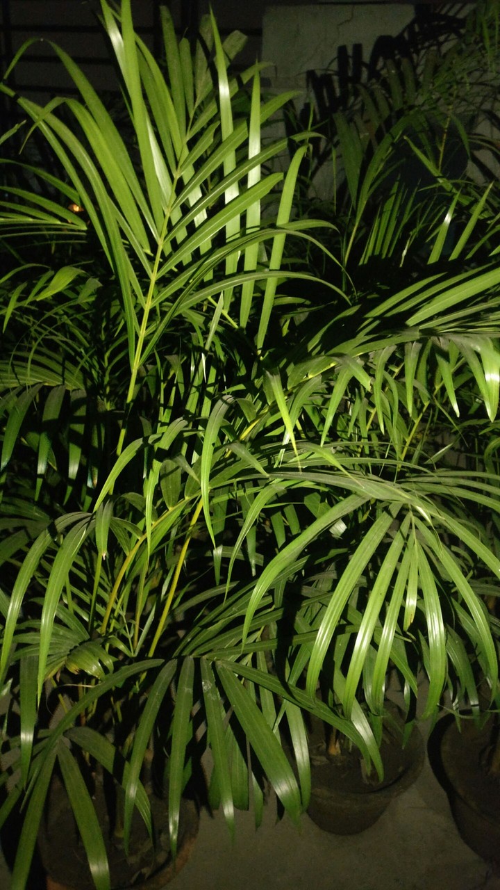 Plant