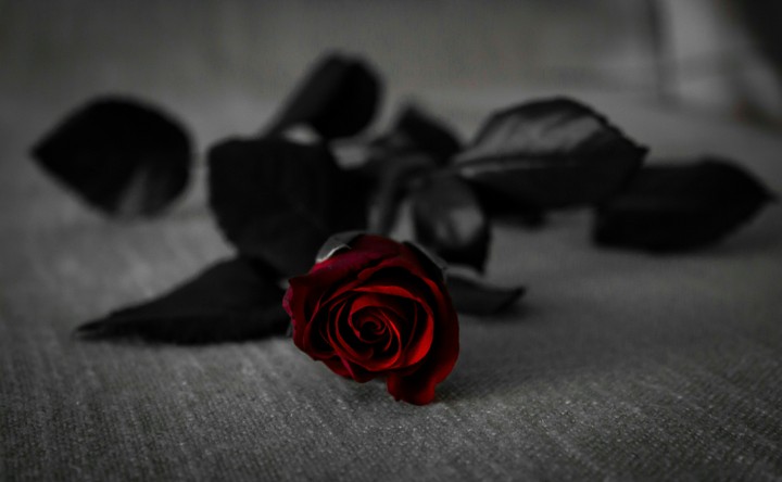 rose...##