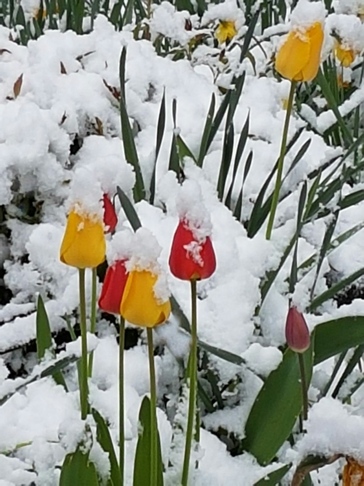 winter meets spring