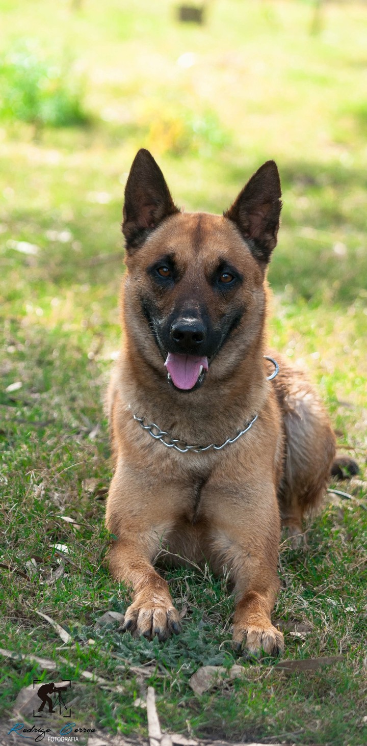 #maick#belga#malinois