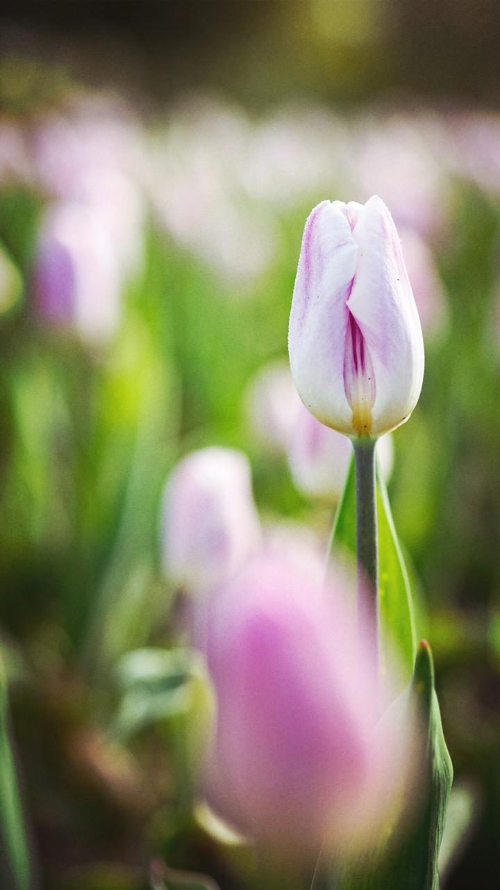 flora