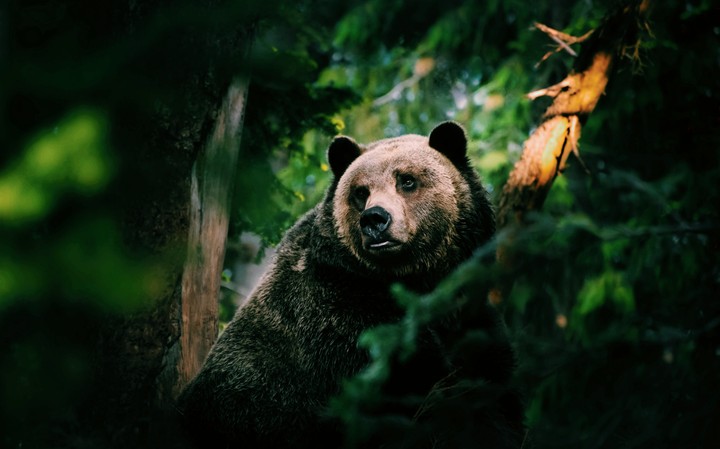 Jungle book