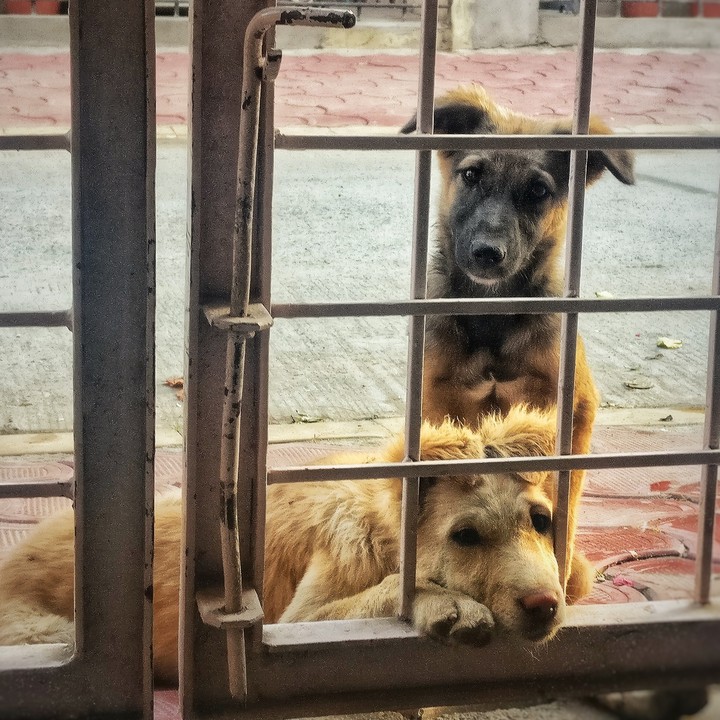 my furry best friends