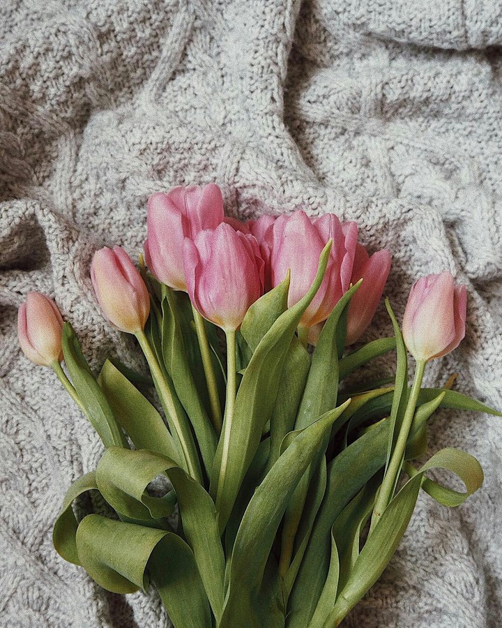 Tulips ❤