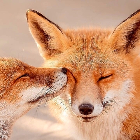Animali
