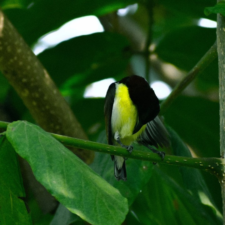 bird