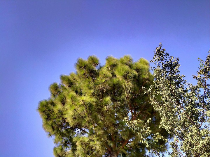 Trees and blue sky