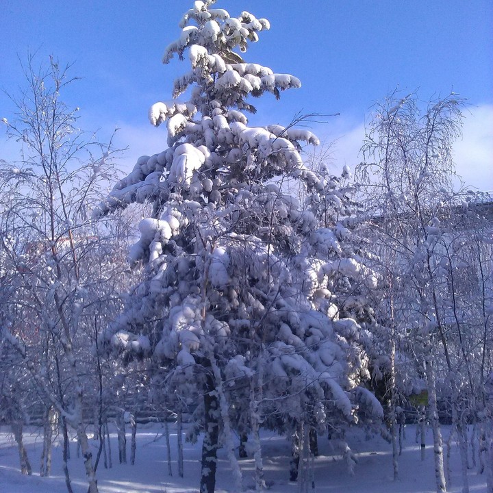 дерево
