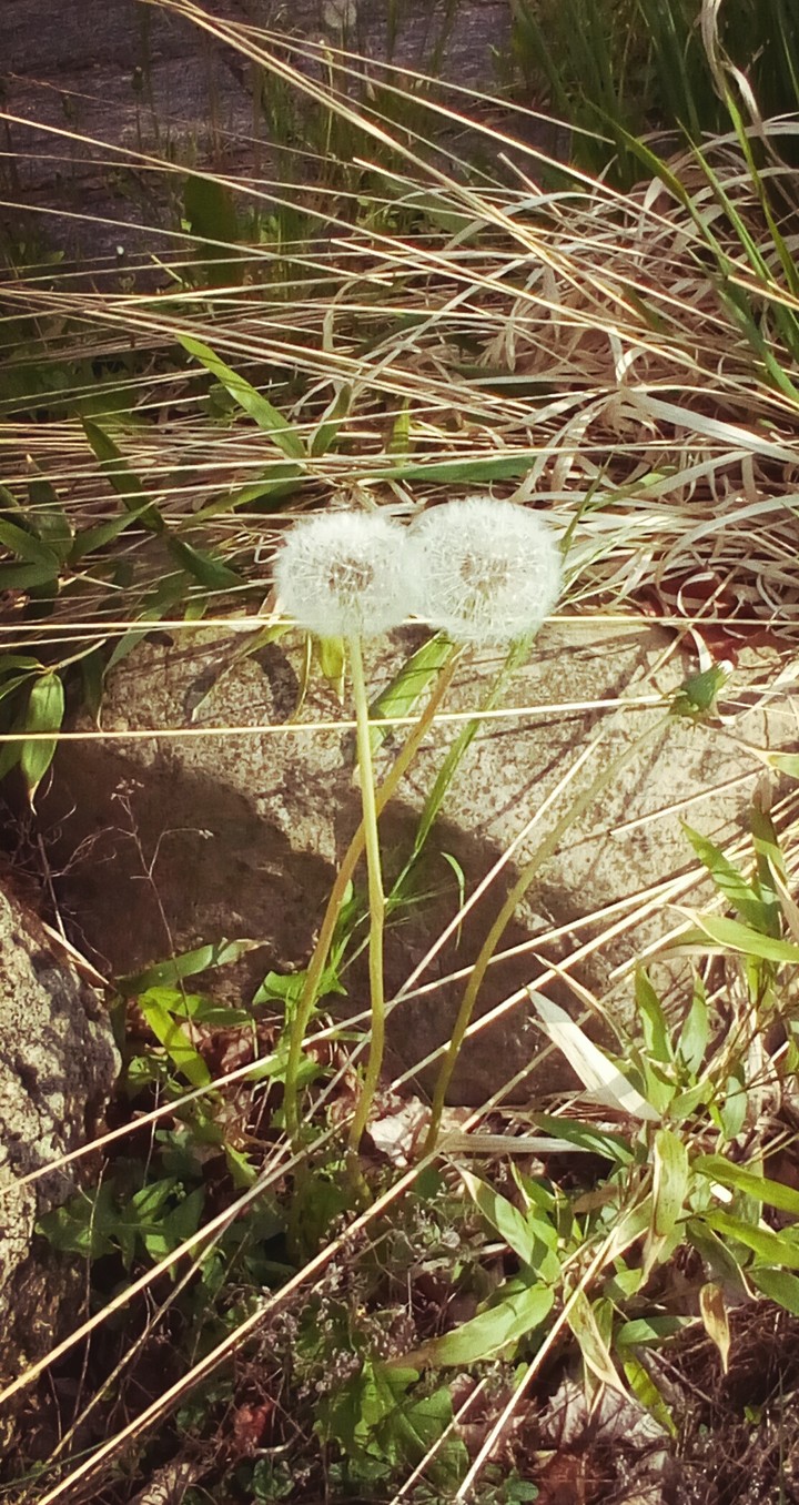 Pusteblume Dandelion