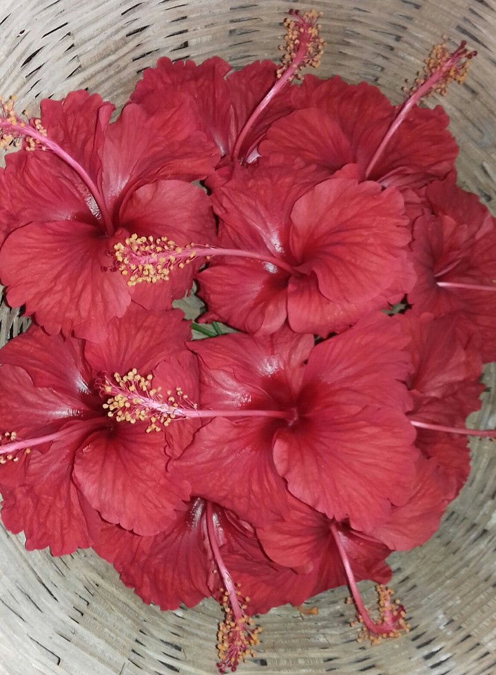 Hibiscus rosa sinensis