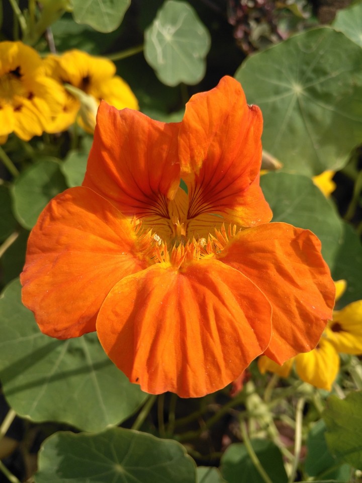 flower