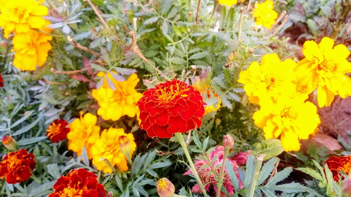 Flower magic