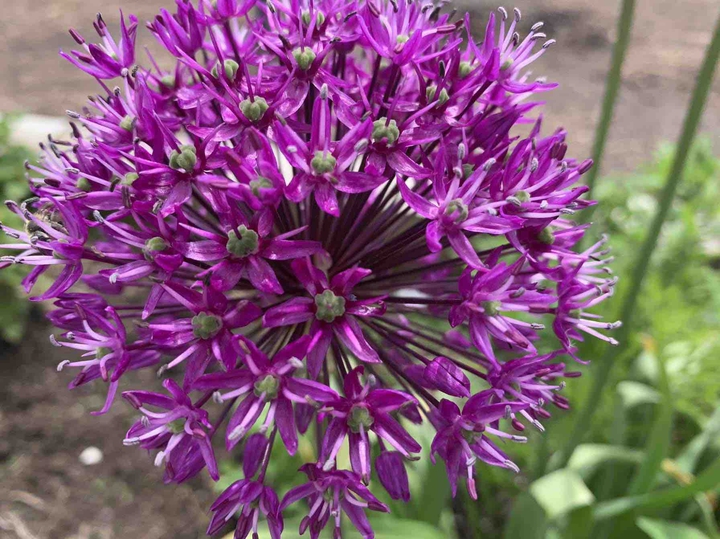 Along came a Purple flower