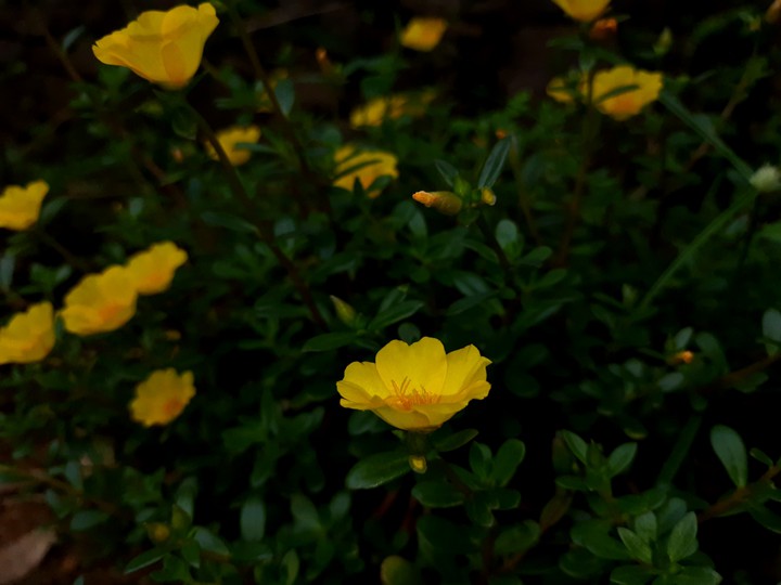 yellow flowers