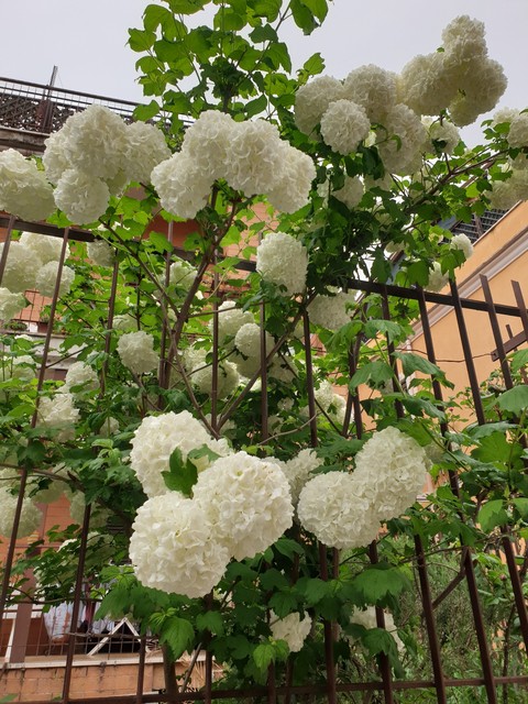 Fiori bianchi