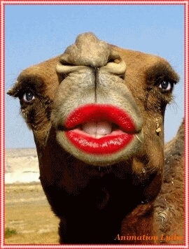 bonjour vous
