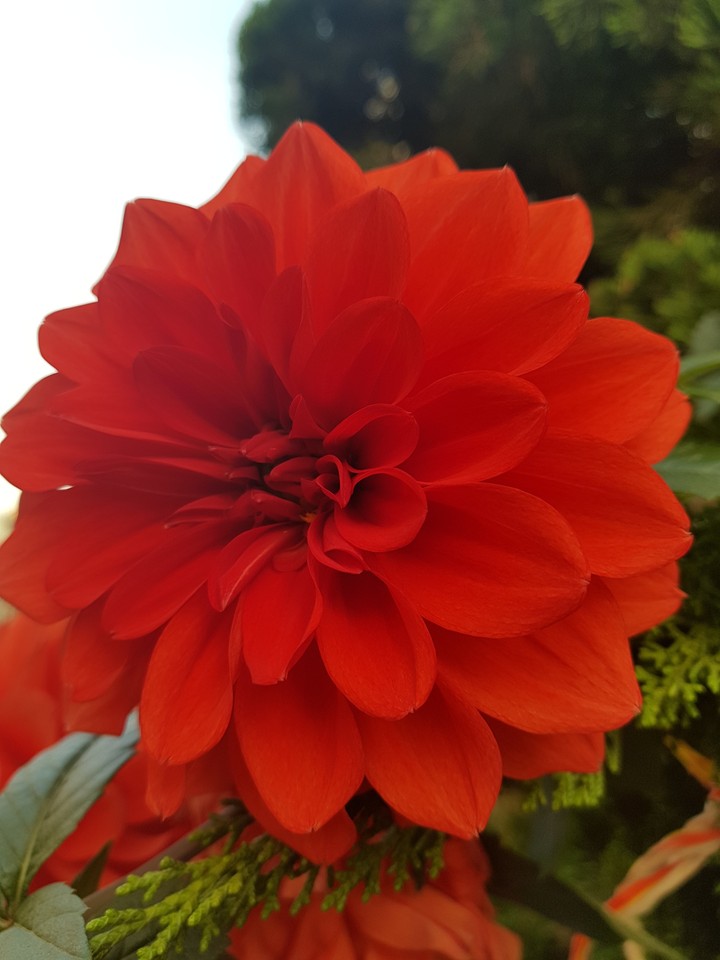 꽃