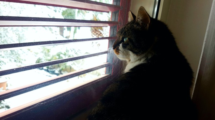 The wise cat