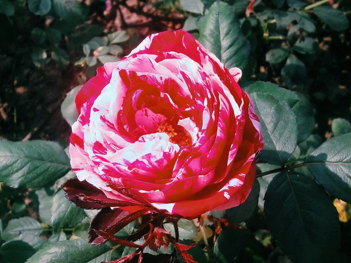 Red and white