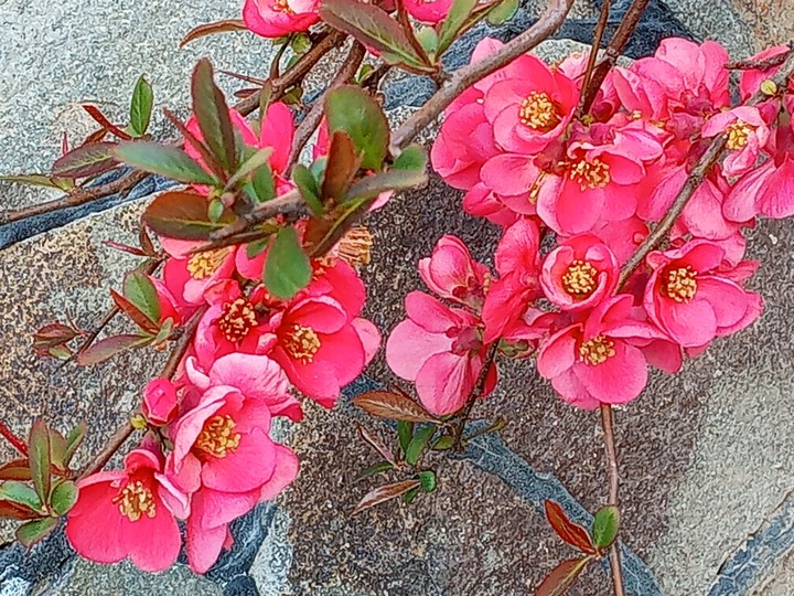 Aiwa flower