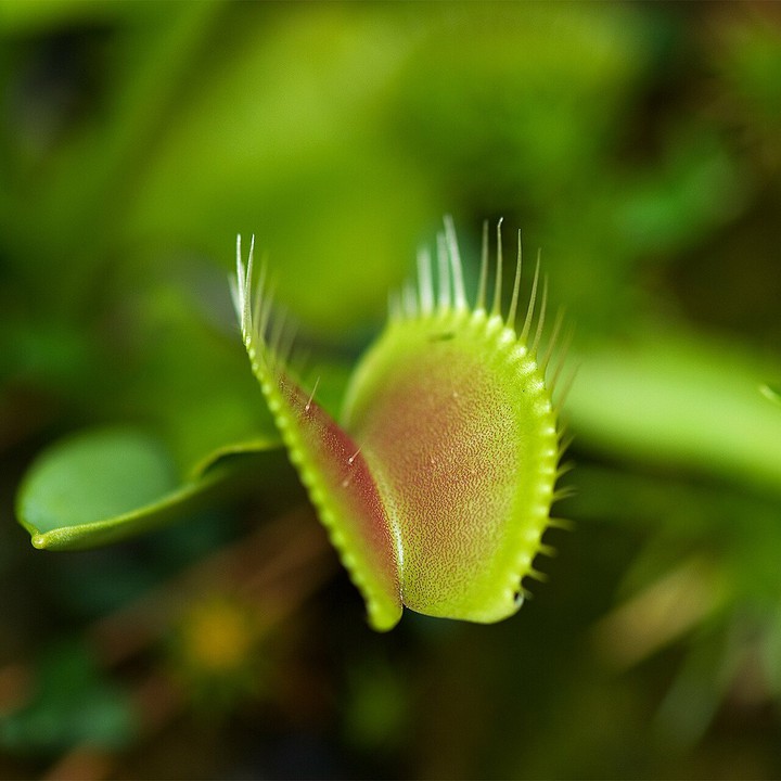 Venus-flytrap