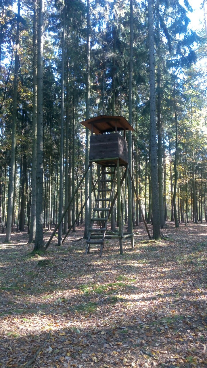 forest