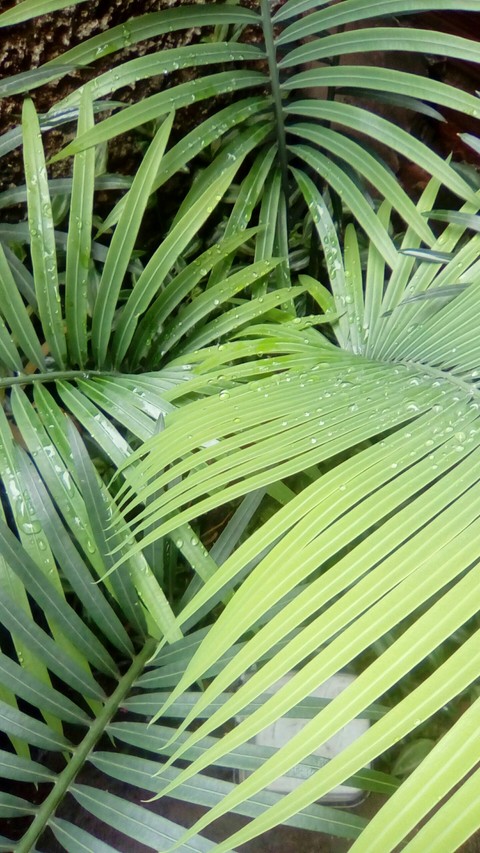 Palmeira