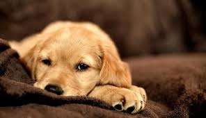 carnivoran, dog Hintergrundbilder