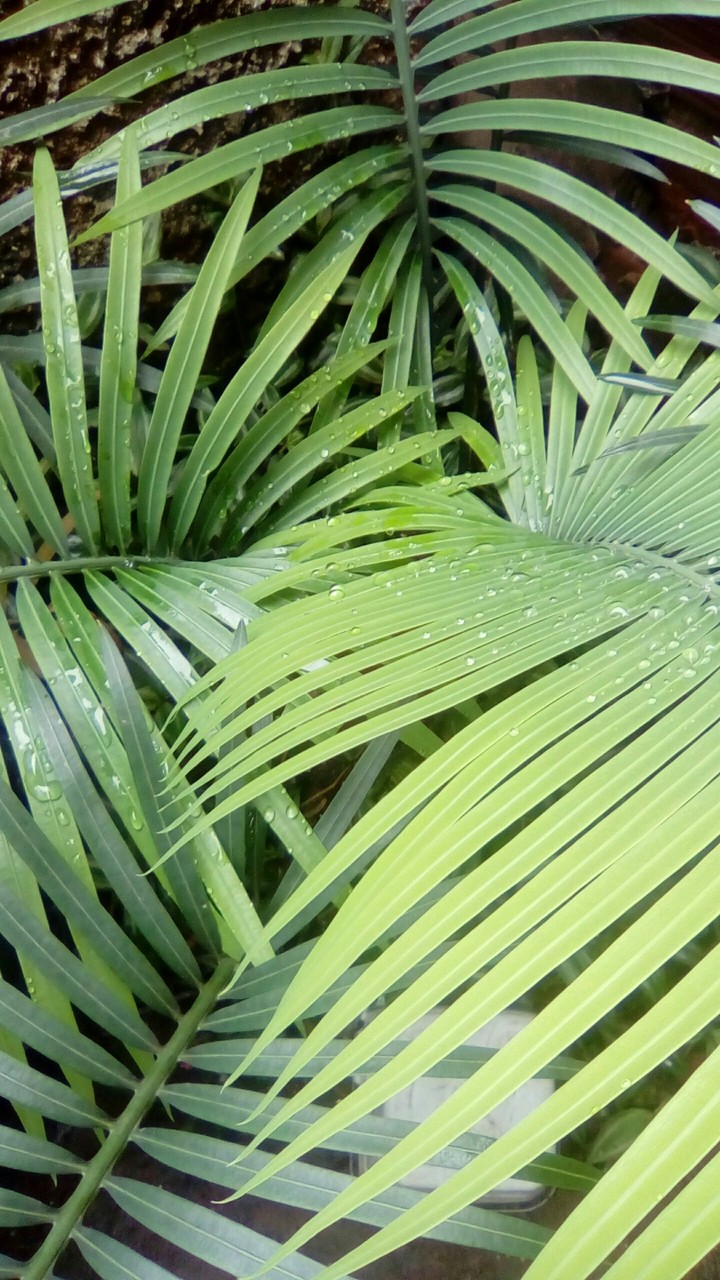 Palmeira