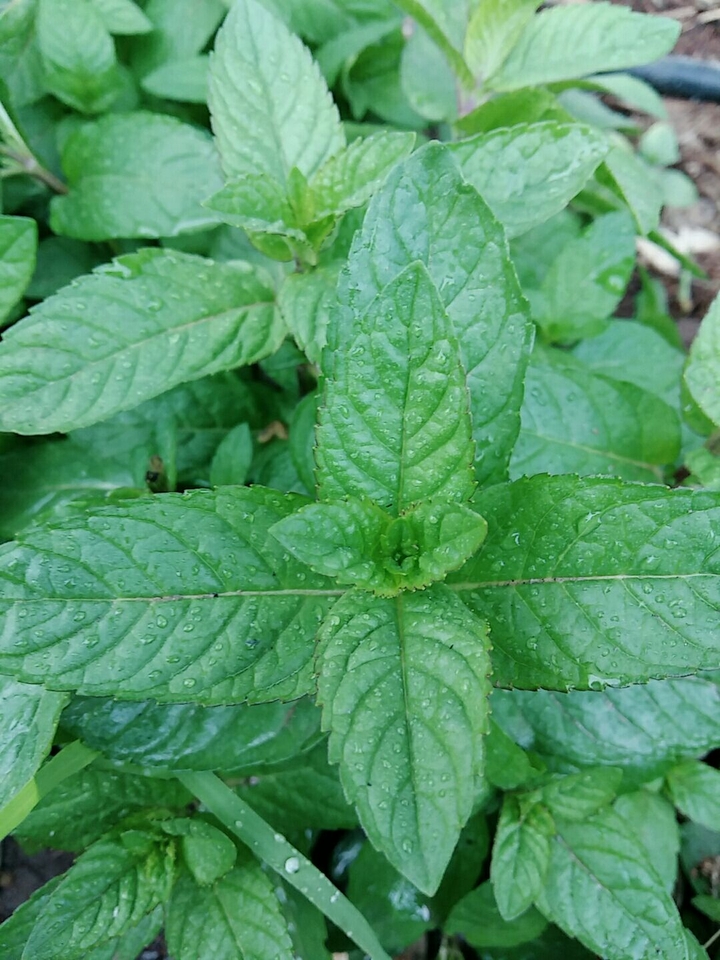 peppermint in my grandpa's garden :)