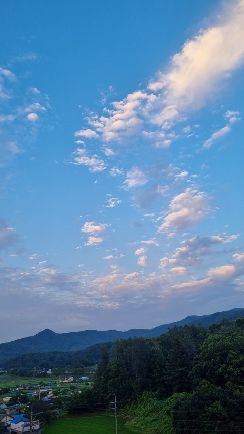 식물, 파란 배경화면