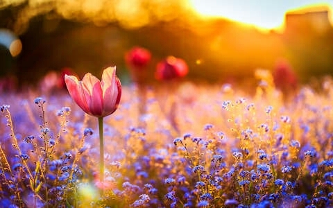 flower