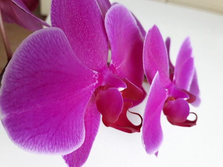 Orchideen