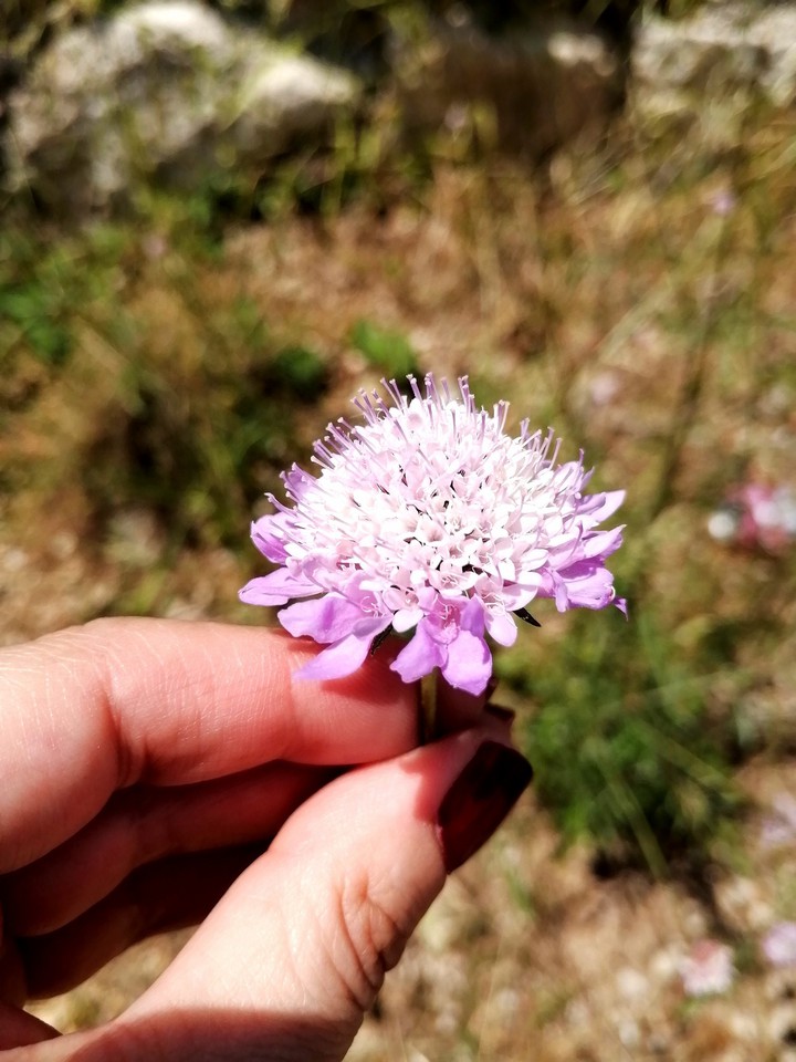 #flower