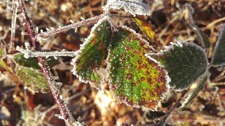 beatiful frost