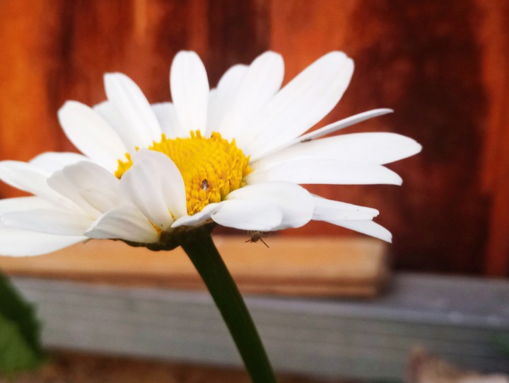 Camomile