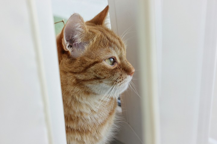 kitty