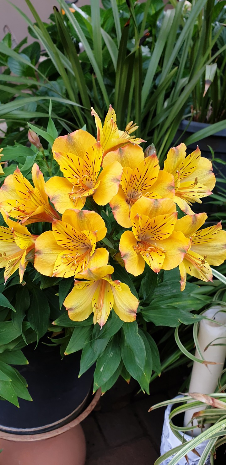 Inca Lily