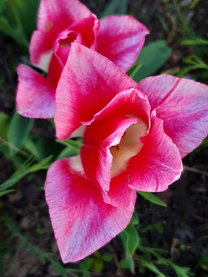 flowers