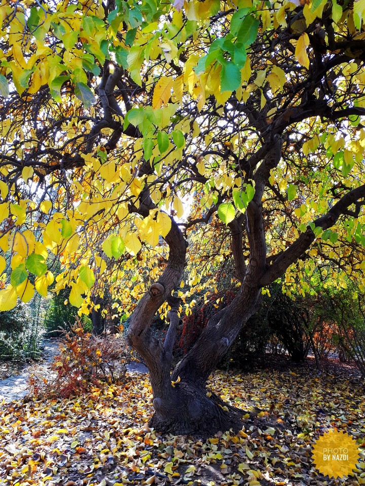 Shades of yellow