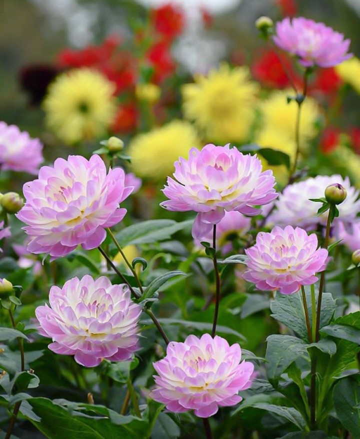 Flowers
