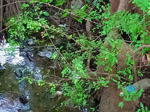 flora, Water वॉलपेपर