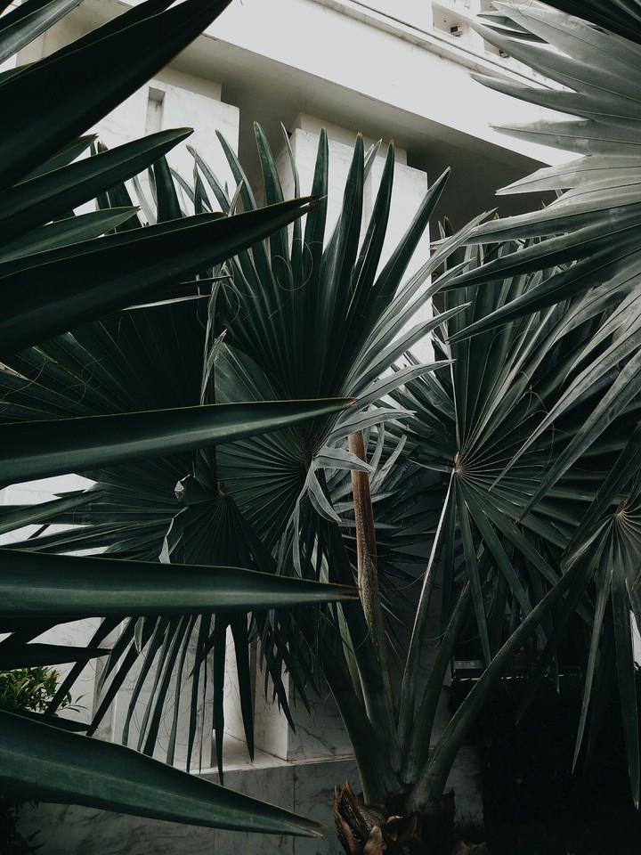 JUNGLE