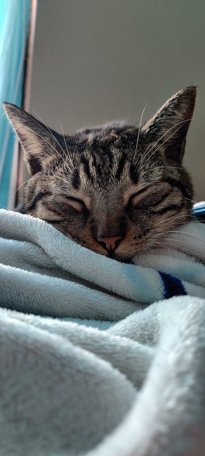 Cute Sleeping Cat