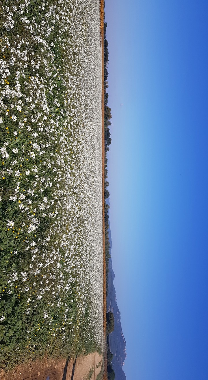 fleurs